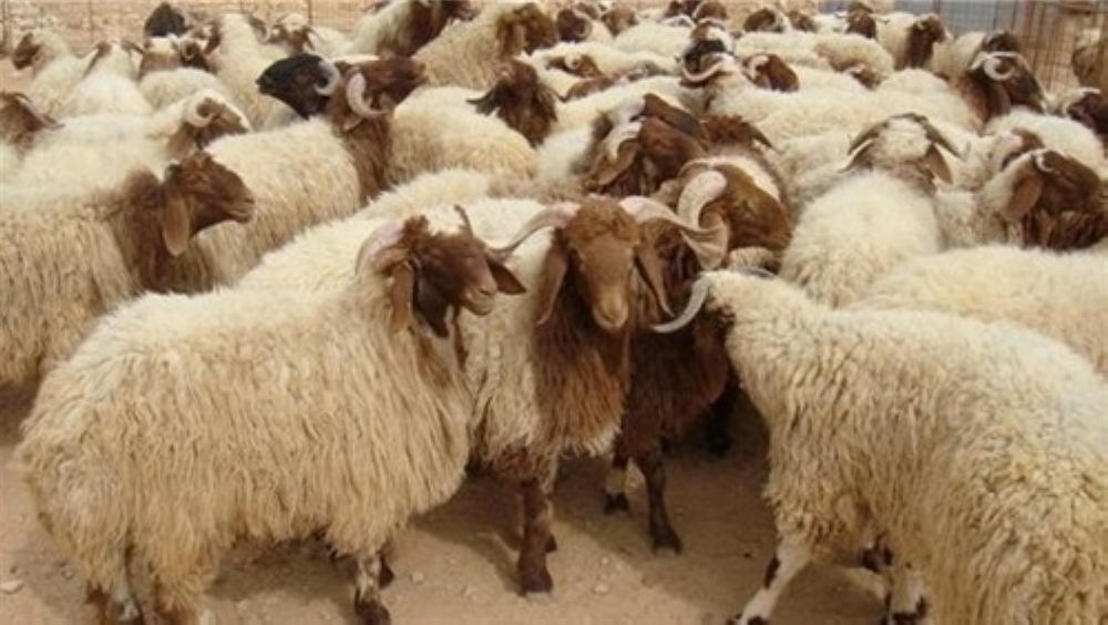 مختصون يتوقعون تقلص اعداد المواشي والاغنام في العام الجديد بسبب …