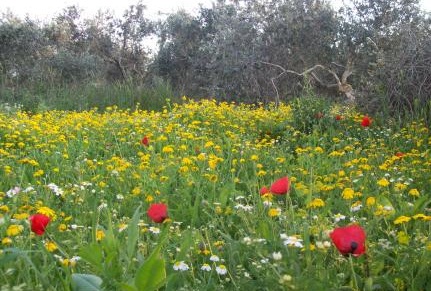 أجواء دافئة وربيعية