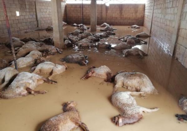 نفوق 100 رأس اغنام جراء الامطار والسيول بالبادية الشمالية