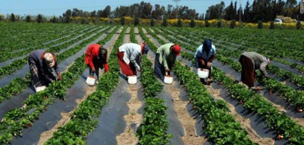 توجه حكومي لتخفيض الضريبة على الزراعة 50 %