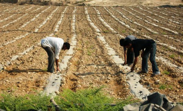 مجلس الشراكة الزراعي يطالب الحكومة ان تشمل تخفيضات الضريبة كافة مستلزمات الانتاج الزراعي
