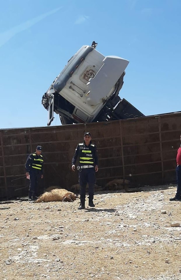 نفوق أغنام بتدهور مركبة على اوتوستراد الزرقاء المفرق