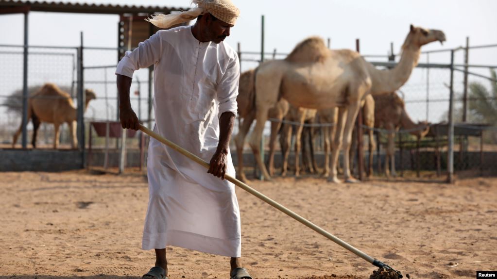 روث الإبل.. وقود لإنتاج الإسمنت في الإمارات