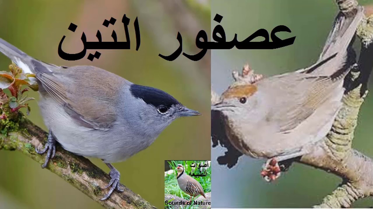 فتح موسم الصيد الخريفي