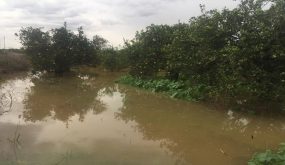 غرق 15 وحدة زراعية بالأغوار