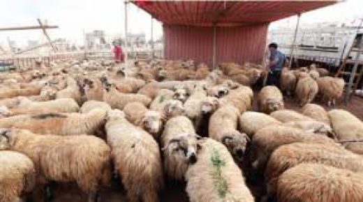 المفرق: تصدير 30 الف رأس من الأغنام للأسواق الخليجية