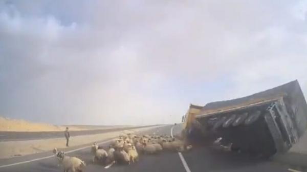الدوريات الخارجية تُحول السير من شارع النقب القديم الى الصحراوي اثر تدهور شاحنة محملة بالأغنام