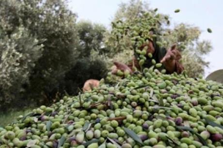 زراعة الزرقاء تدعو إلى قطف ثمار الزيتون في الموعد الأمثل