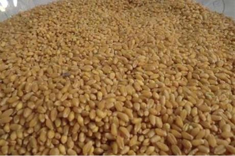 عطاء لشراء 100 -120 الف طن قمح