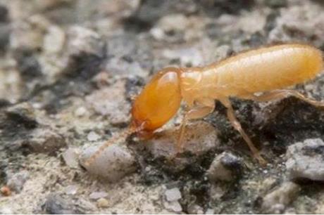 لجنة لمكافحة النمل الأبيض في جرش